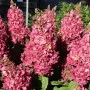 Aedhortensia Mega Mindy